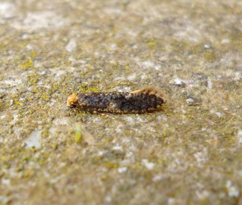 Monopis sp.